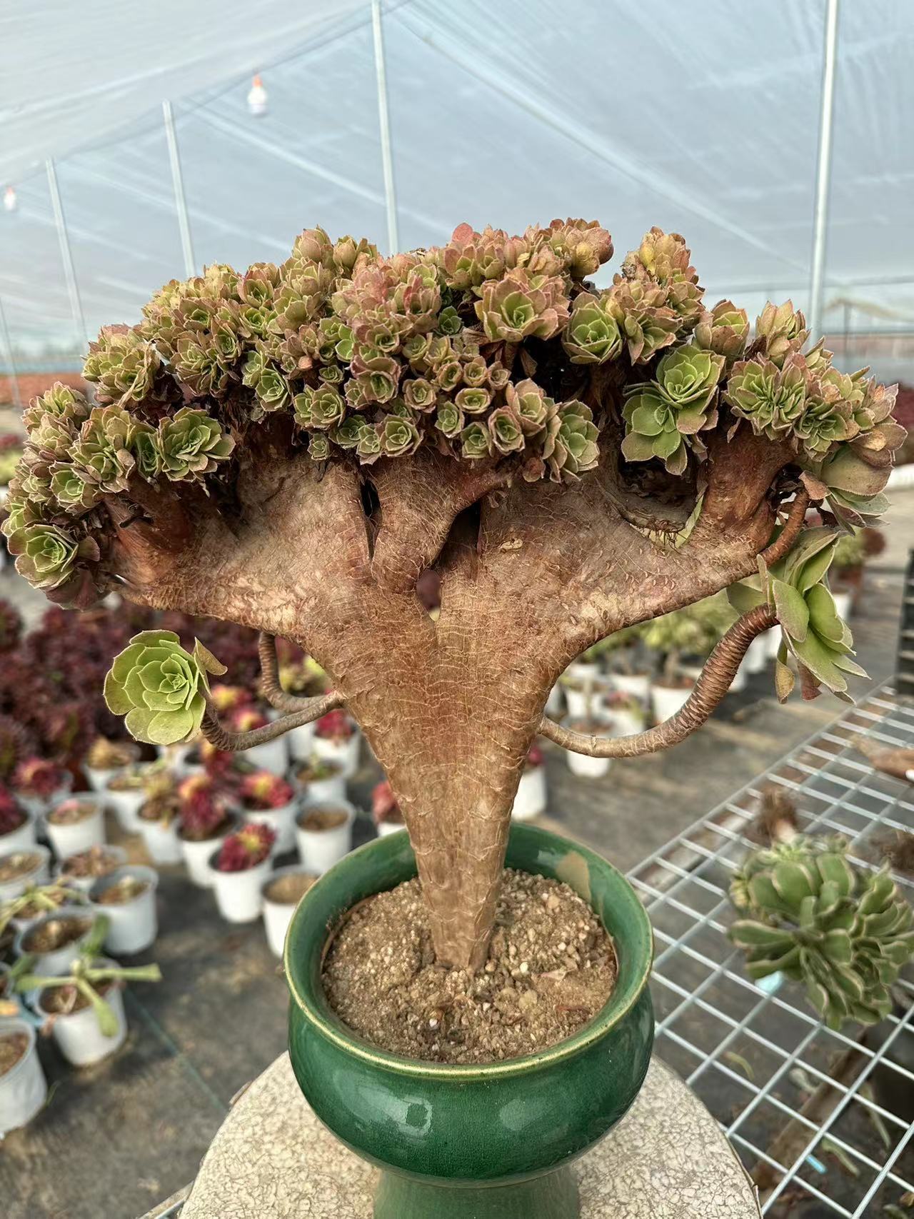 Halloween crested 35cm has roots/Aeonium Affix / Variegated Natural Live Plants Succulents