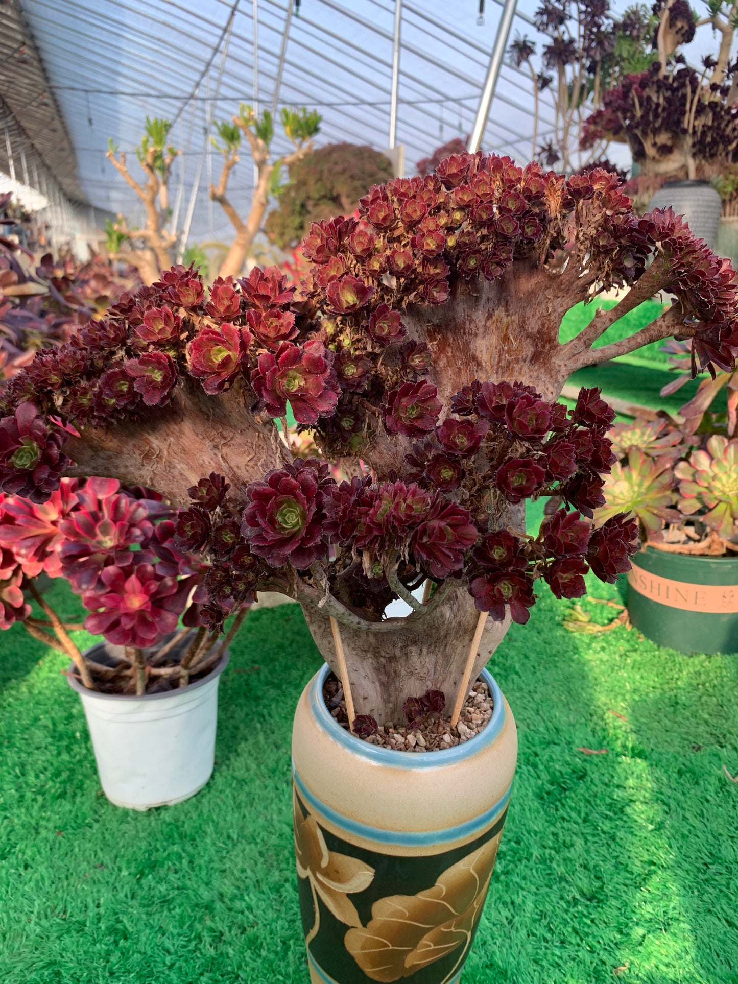 Pinky Crested 40cm-40 hat Wurzeln/Aeonium Affix / Bunte natürliche lebende Pflanzen Sukkulenten