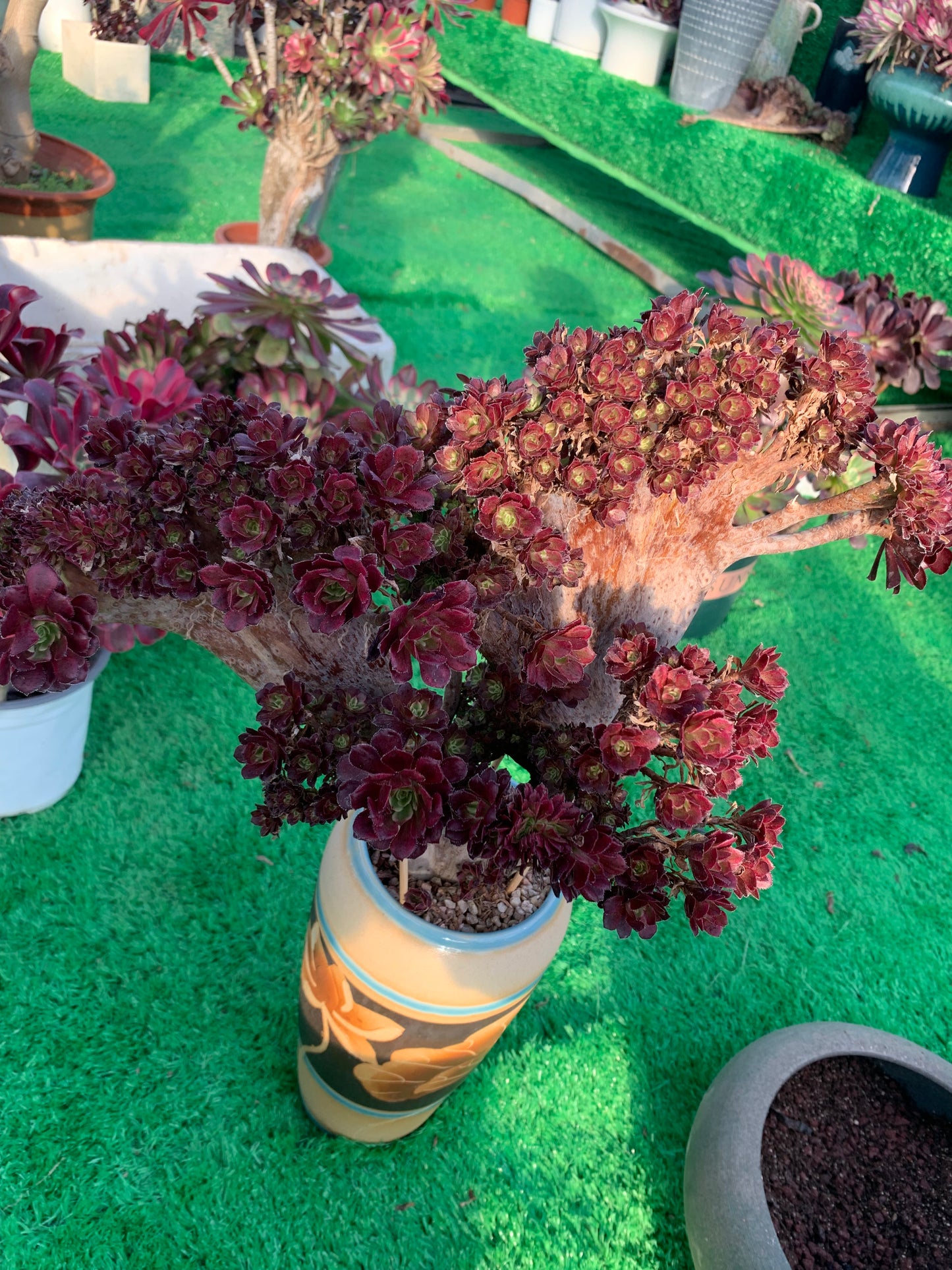 Pinky Crested 40cm-40 hat Wurzeln/Aeonium Affix / Bunte natürliche lebende Pflanzen Sukkulenten