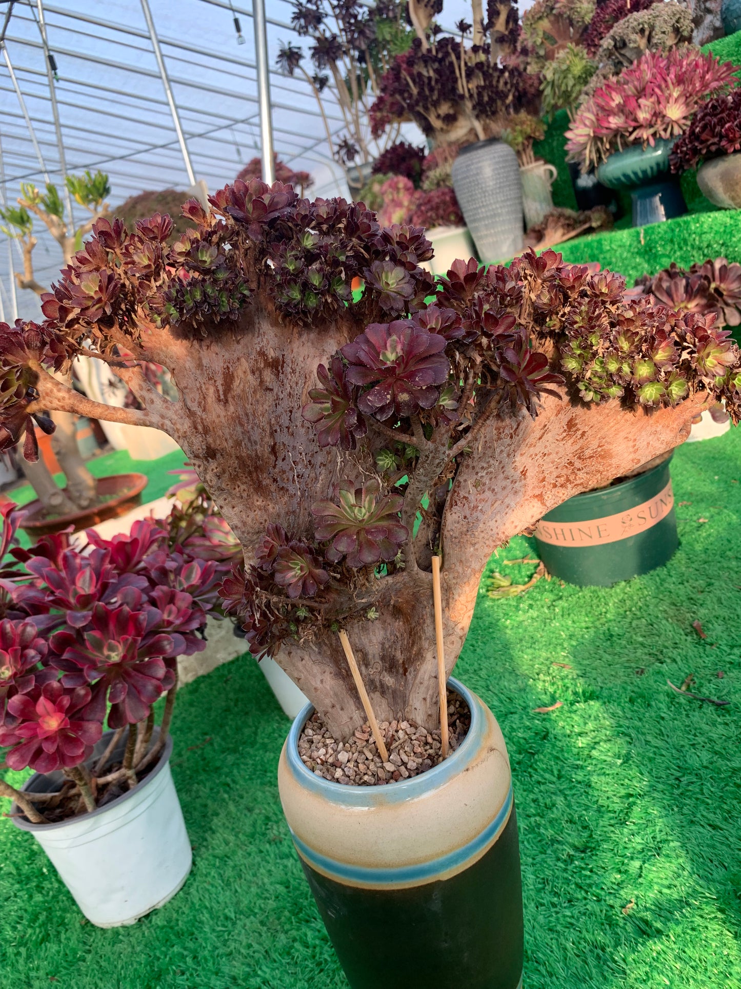 Pinky crested 40cm-40 has roots/Aeonium Affix / Variegated Natural Live Plants Succulents