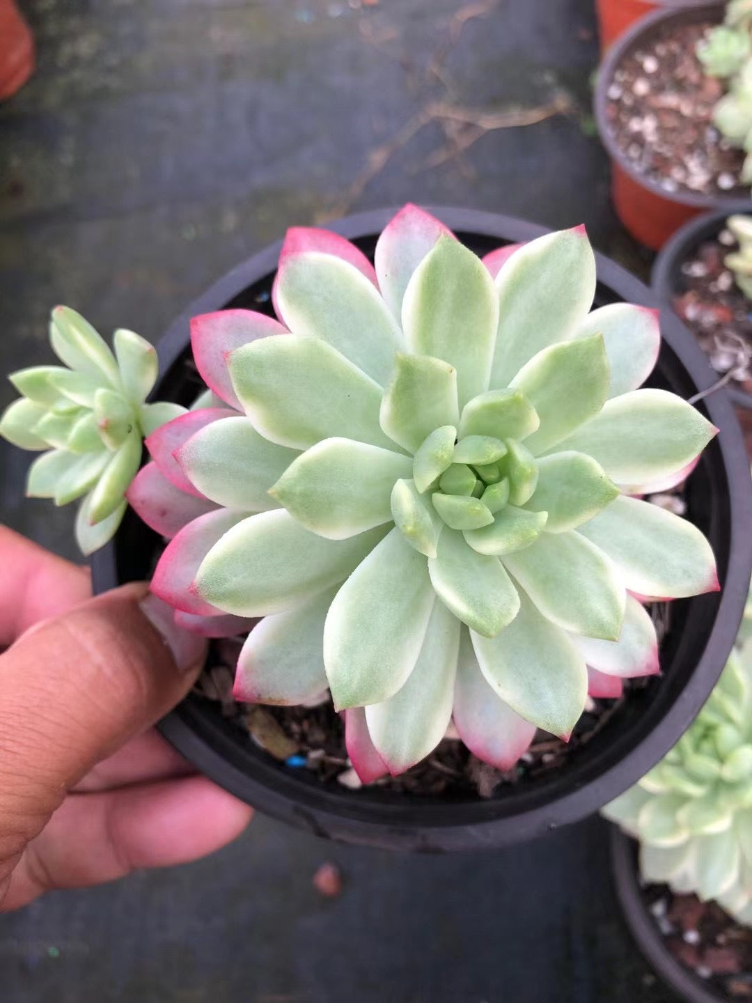 Sedeveria Markus Variegated(Pot size 12cm)/Echeveria/Variegated Natura ...