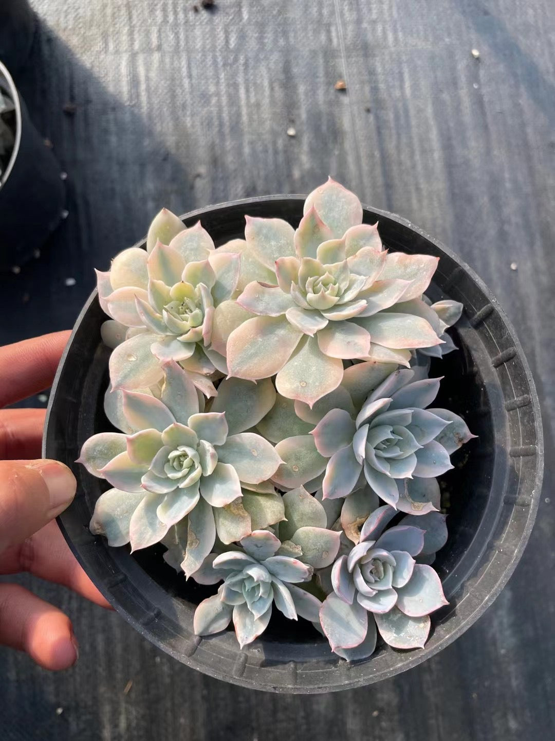 Echeveria – JUMEIGARDEN