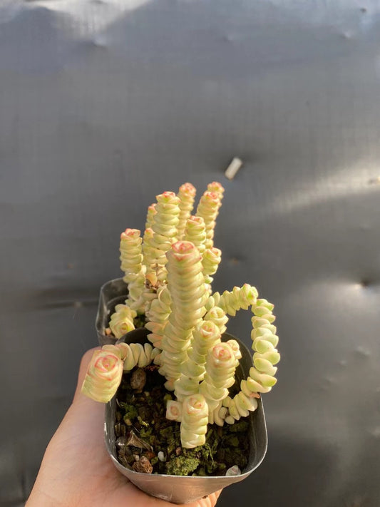 Crassula perforata variegata (Topfgröße 7,5 cm)/Echeveria/Bunte natürliche lebende Pflanzen Sukkulenten