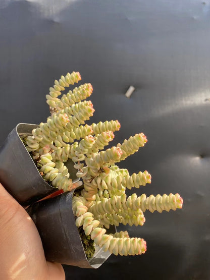 Crassula perforata variegata (Topfgröße 7,5 cm)/Echeveria/Bunte natürliche lebende Pflanzen Sukkulenten