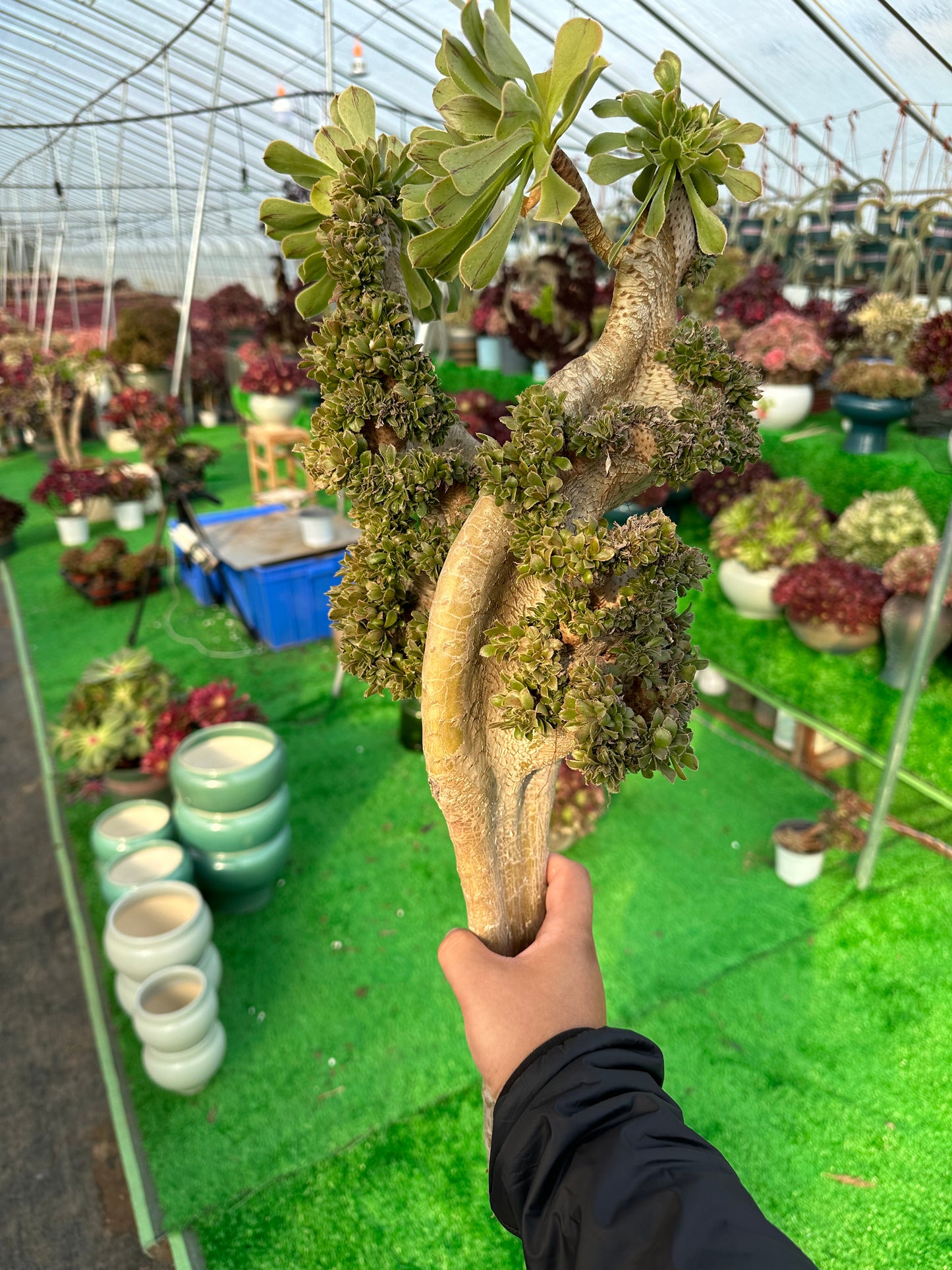 Grüner Magier mit Haube, 45 cm, hat Wurzeln/Aeonium-Affix/bunte natürliche lebende Pflanzen, Sukkulenten
