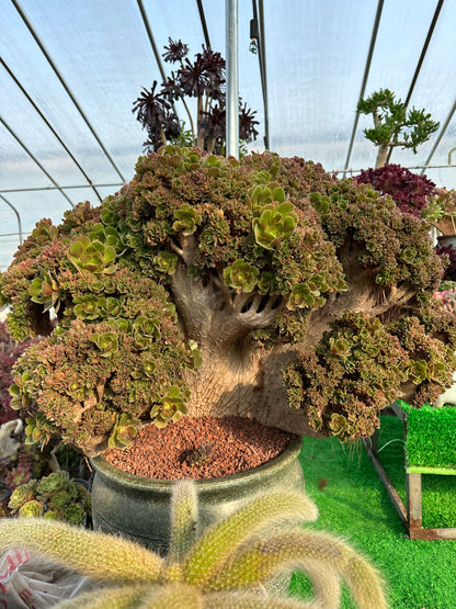 Rosenknospen mit Haube, 60 cm hoch/85 cm breit, mit Wurzeln/Aeonium Affix/bunte natürliche lebende Pflanzen, Sukkulenten