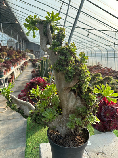 Grüner Magier mit Haube, 55 cm hoch/45 cm breit, hat Wurzeln/Aeonium-Affix/bunte natürliche lebende Pflanzen, Sukkulenten