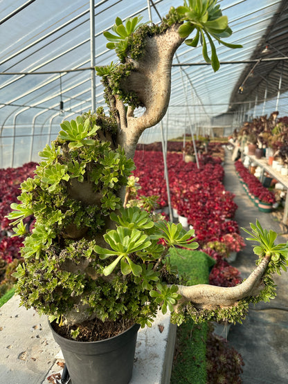 Grüner Magier mit Haube, 55 cm hoch/45 cm breit, hat Wurzeln/Aeonium-Affix/bunte natürliche lebende Pflanzen, Sukkulenten