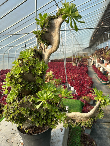 Grüner Magier mit Haube, 55 cm hoch/45 cm breit, hat Wurzeln/Aeonium-Affix/bunte natürliche lebende Pflanzen, Sukkulenten