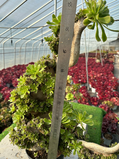 Grüner Magier mit Haube, 55 cm hoch/45 cm breit, hat Wurzeln/Aeonium-Affix/bunte natürliche lebende Pflanzen, Sukkulenten