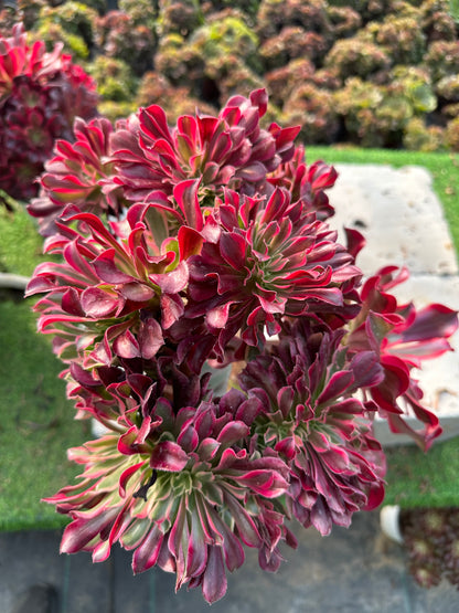 Medusa crested high35cm/wide35cm has roots/Aeonium Affix / Variegated Natural Live Plants Succulents