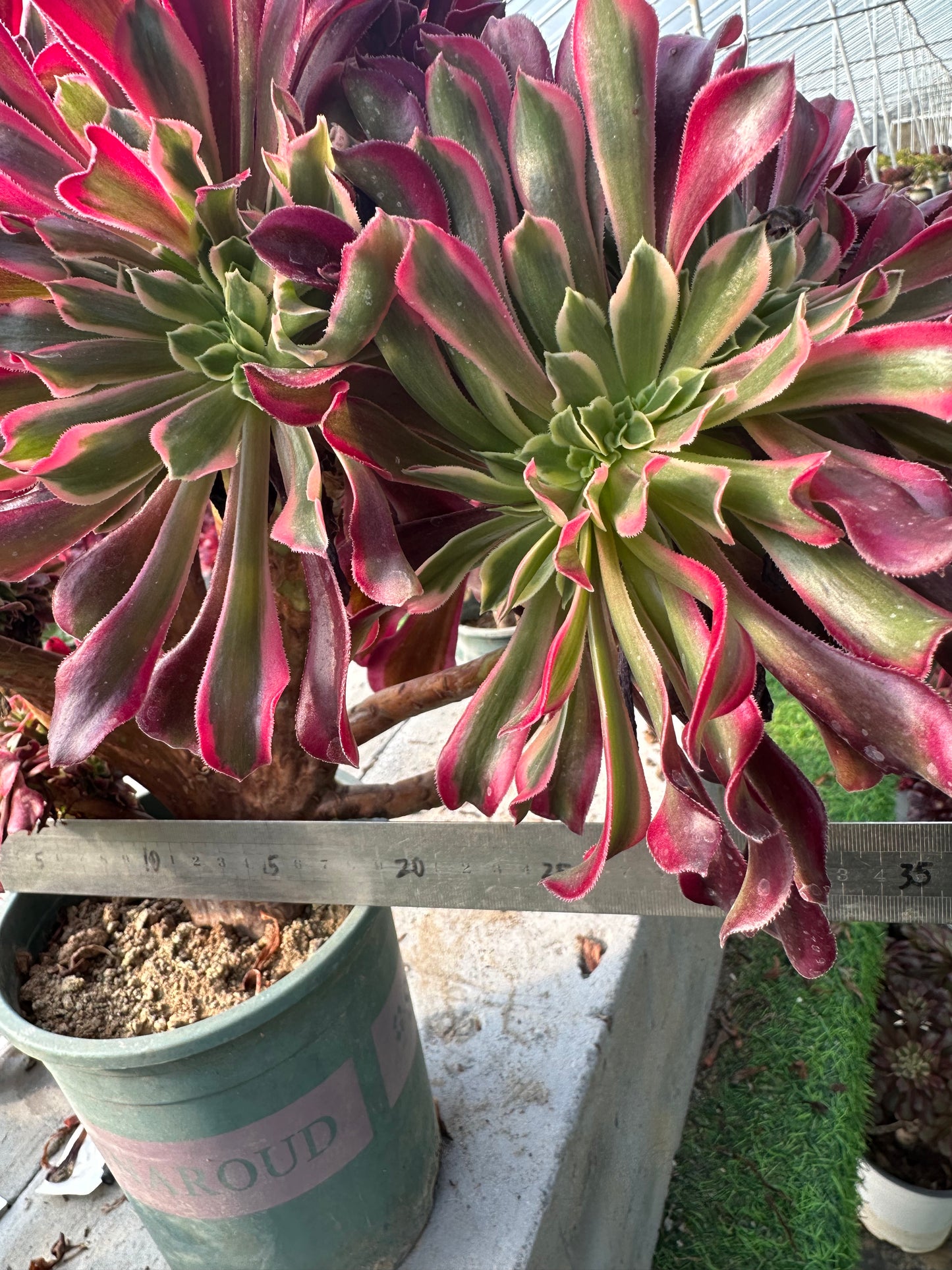 Medusa mit Haube, 35 cm hoch/35 cm breit, hat Wurzeln/Aeonium-Affix/bunte natürliche lebende Pflanzen, Sukkulenten