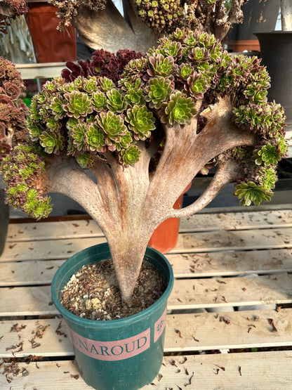 Fiesta Crested Crested High45cm/Breite45cm hat Wurzeln/Aeonium Affix/Variegated Natural Live Plants Succulents