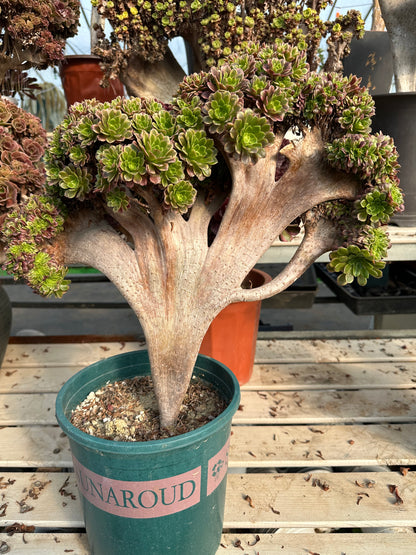 Fiesta Crested Crested High45cm/Breite45cm hat Wurzeln/Aeonium Affix/Variegated Natural Live Plants Succulents