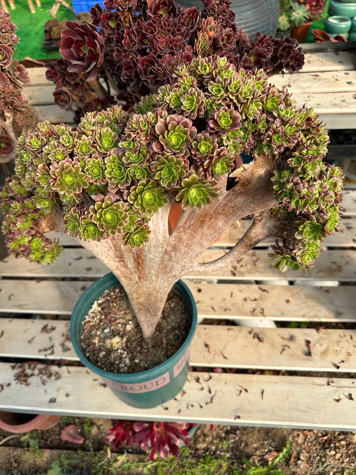 Fiesta crested crested high45cm/wide45cm has roots/Aeonium Affix / Variegated Natural Live Plants Succulents