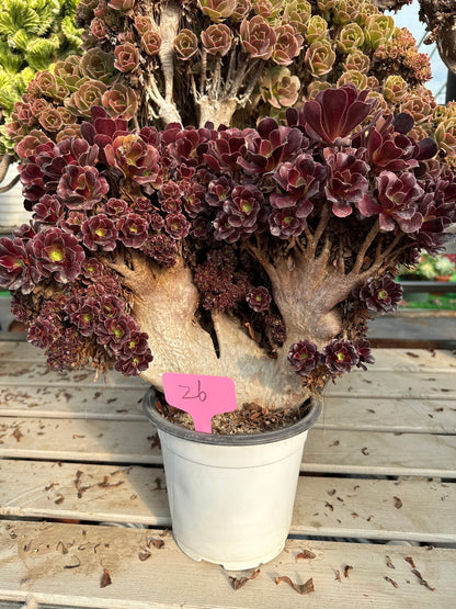 Gull purple rose buds crested high30cm/wide38cm has roots/Aeonium Affix / Variegated Natural Live Plants Succulents