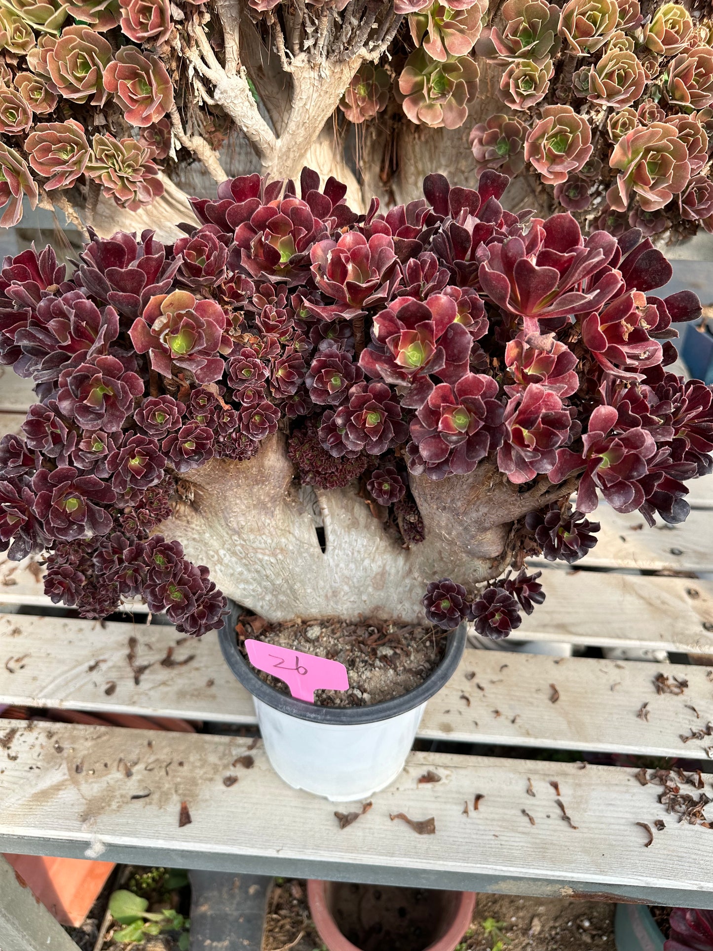 Gull purple rose buds crested high30cm/wide38cm has roots/Aeonium Affix / Variegated Natural Live Plants Succulents