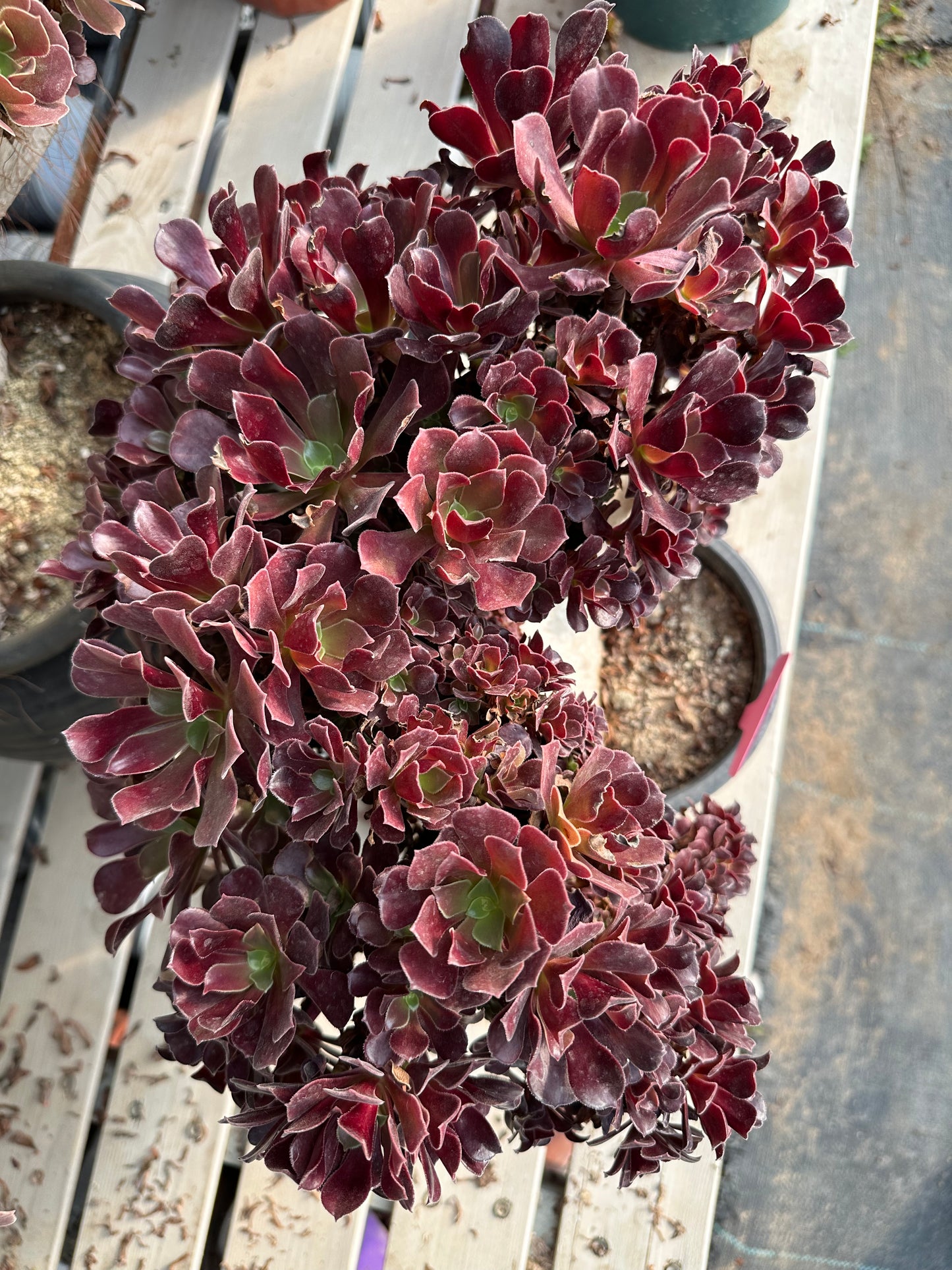 Gull purple rose buds crested high30cm/wide38cm has roots/Aeonium Affix / Variegated Natural Live Plants Succulents