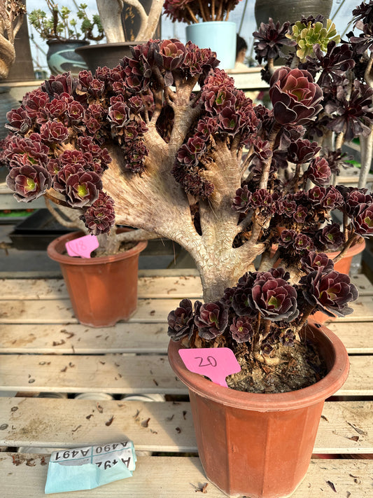 Gull purple rose buds crested high40cm/wide40cm has roots/Aeonium Affix / Variegated Natural Live Plants Succulents