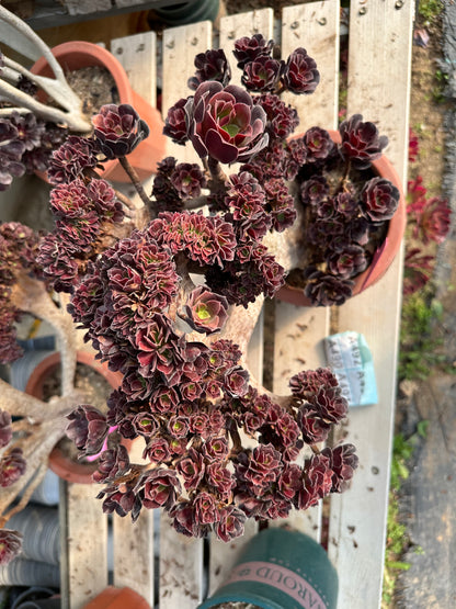 Gull purple rose buds crested high40cm/wide40cm has roots/Aeonium Affix / Variegated Natural Live Plants Succulents