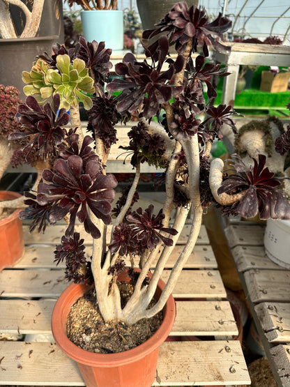 Zweifarbiger Kamm, Höhe 50 cm/Breite 30 cm, mit Wurzeln/Aeonium Affix / Bunte, natürliche, lebende Pflanzen, Sukkulenten