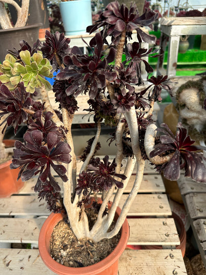 Two tone colour crested high50cm/wide30cm has roots/Aeonium Affix / Variegated Natural Live Plants Succulents