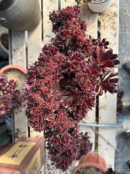 Möwe, violette Rosenknospen, Höhe 35 cm/Breite 45 cm, Wurzeln/Aeonium-Affix/bunte, natürliche, lebende Pflanzen, Sukkulenten