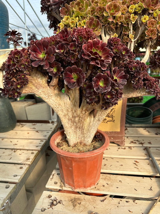 Gull purple rose buds crested high36cm/wide45cm has roots/Aeonium Affix / Variegated Natural Live Plants Succulents