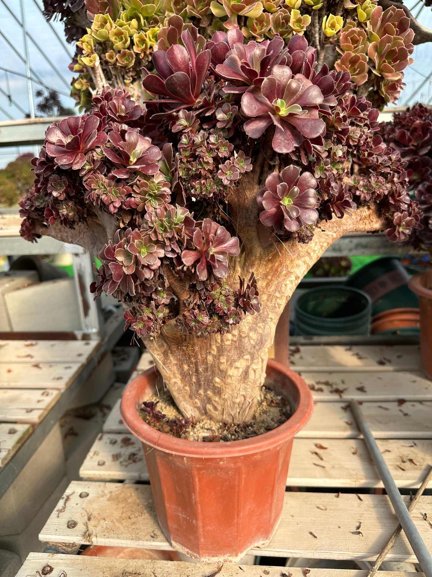 Möwe, violette Rosenknospen, Höhe 36 cm/Breite 45 cm, Wurzeln/Aeonium-Affix/bunte, natürliche, lebende Pflanzen, Sukkulenten