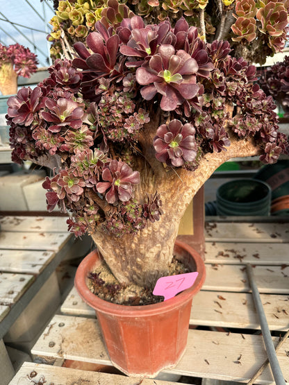 Gull purple rose buds crested high36cm/wide45cm has roots/Aeonium Affix / Variegated Natural Live Plants Succulents