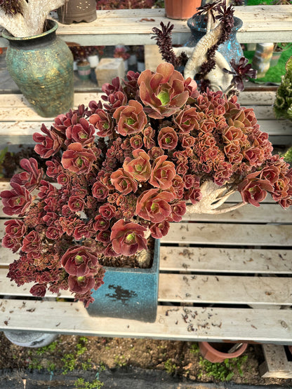 Rose buds crested crested high45cm/wide50cm has roots/Aeonium Affix / Variegated Natural Live Plants Succulents