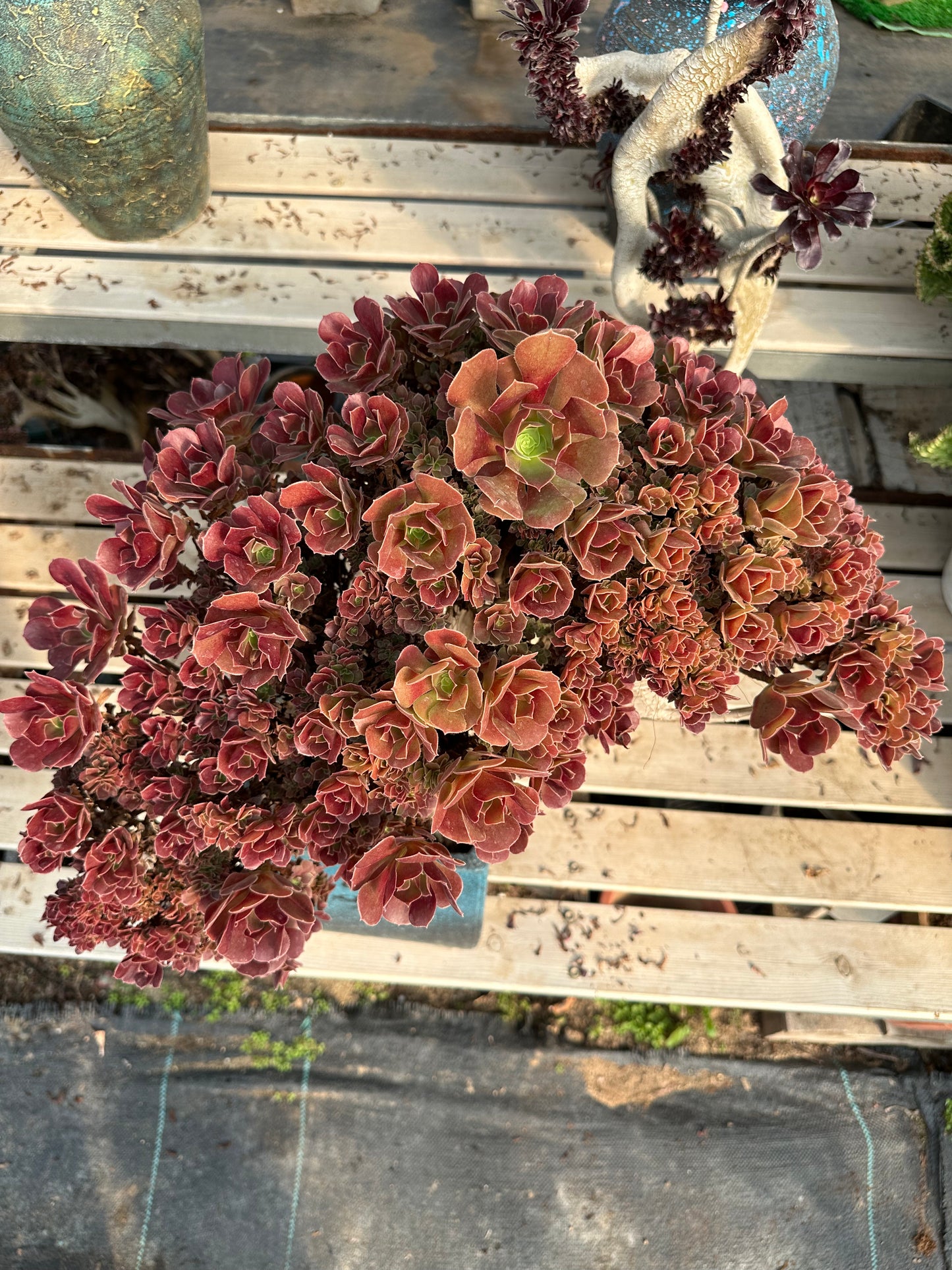 Rose buds crested crested high45cm/wide50cm has roots/Aeonium Affix / Variegated Natural Live Plants Succulents