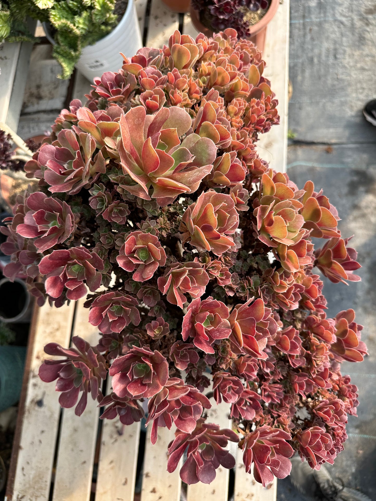 Rose buds crested crested high45cm/wide50cm has roots/Aeonium Affix / Variegated Natural Live Plants Succulents