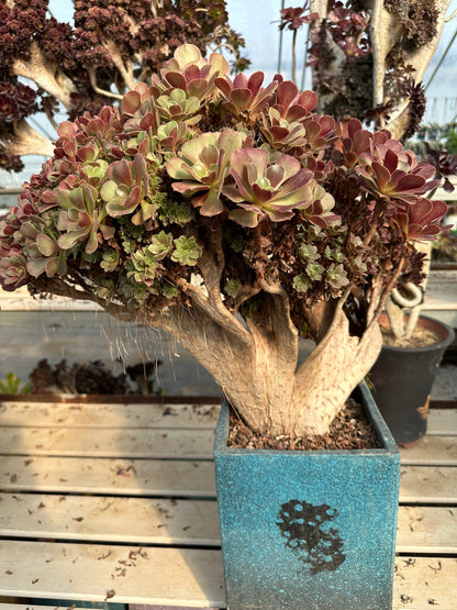 Rose buds crested crested high45cm/wide50cm has roots/Aeonium Affix / Variegated Natural Live Plants Succulents