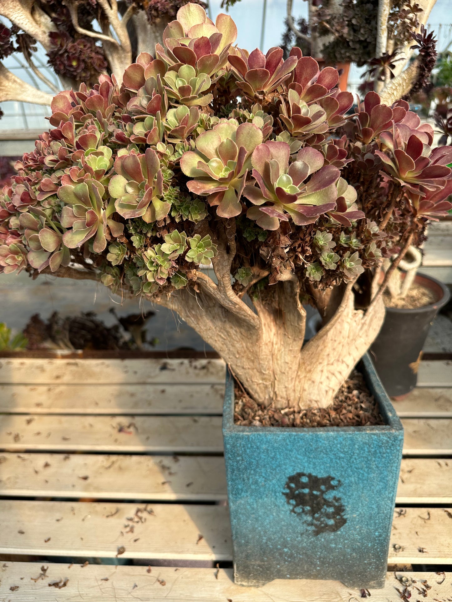 Rose buds crested crested high45cm/wide50cm has roots/Aeonium Affix / Variegated Natural Live Plants Succulents