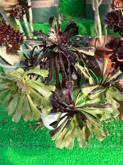 Aeonium'Zwartkop'20cm hat Wurzeln/Aeonium Affix / Bunte natürliche lebende Pflanzen Sukkulenten
