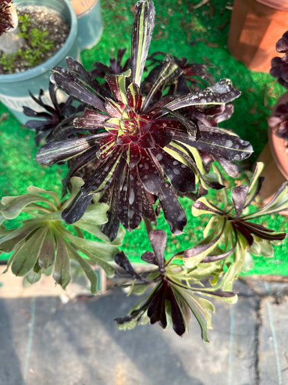 Aeonium'Zwartkop'20cm hat Wurzeln/Aeonium Affix / Bunte natürliche lebende Pflanzen Sukkulenten