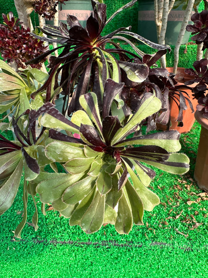 Aeonium'Zwartkop'20cm has roots/Aeonium Affix / Variegated Natural Live Plants Succulents