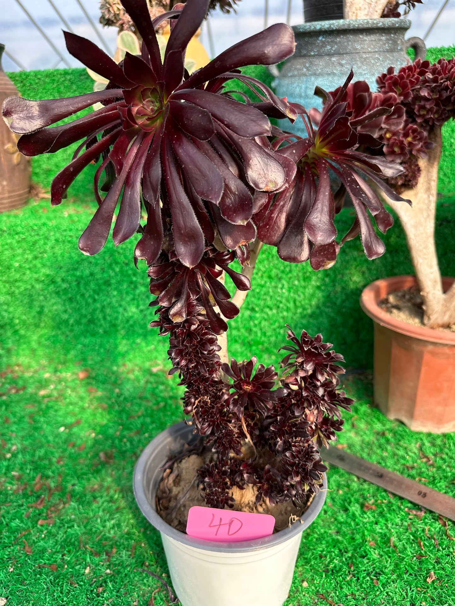 Aeonium'Zwartkop' mit Haube, Höhe 40 cm/Breite 20 cm, hat Wurzeln/Aeonium Affix / Bunte natürliche lebende Pflanzen, Sukkulenten