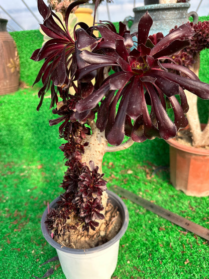 Aeonium'Zwartkop' mit Haube, Höhe 40 cm/Breite 20 cm, hat Wurzeln/Aeonium Affix / Bunte natürliche lebende Pflanzen, Sukkulenten