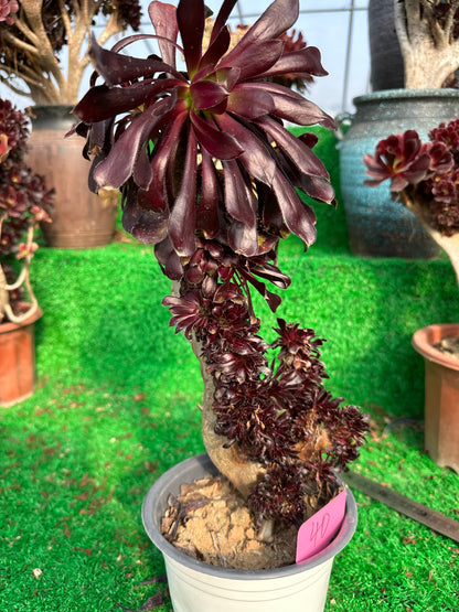 Aeonium'Zwartkop' crested high40cm/wide20cm has roots/Aeonium Affix / Variegated Natural Live Plants Succulents