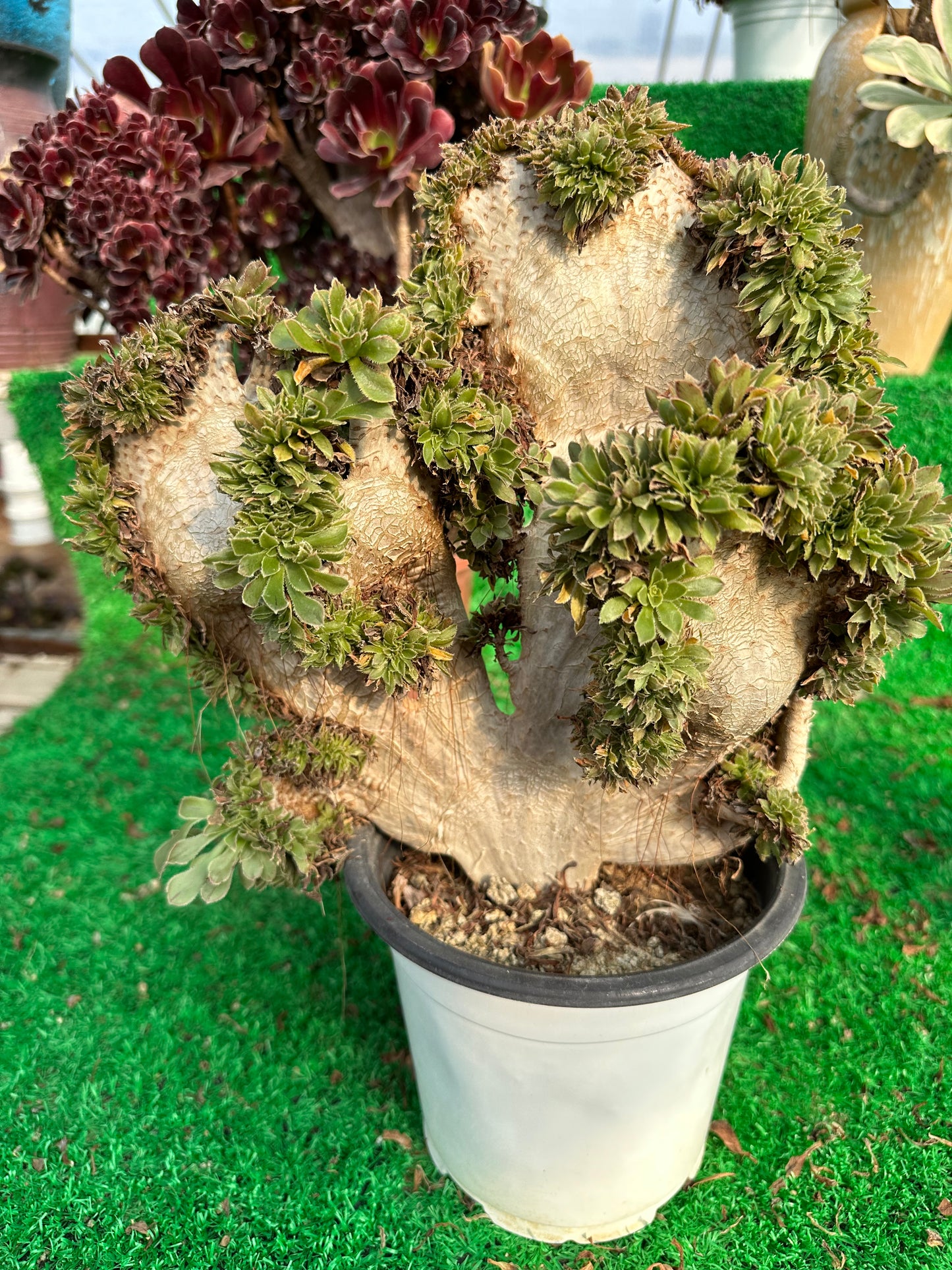 Grüner Magier mit Haube, Höhe 30 cm/Breite 28 cm, hat Wurzeln/Aeonium-Affix/bunte natürliche lebende Pflanzen, Sukkulenten