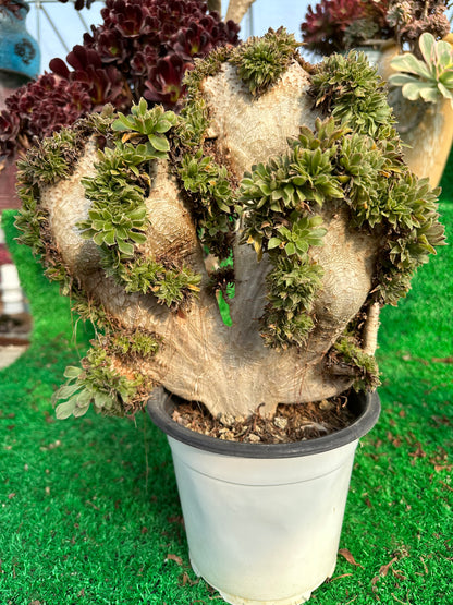 Grüner Magier mit Haube, Höhe 30 cm/Breite 28 cm, hat Wurzeln/Aeonium-Affix/bunte natürliche lebende Pflanzen, Sukkulenten