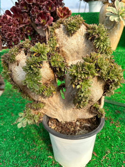 Grüner Magier mit Haube, Höhe 30 cm/Breite 28 cm, hat Wurzeln/Aeonium-Affix/bunte natürliche lebende Pflanzen, Sukkulenten