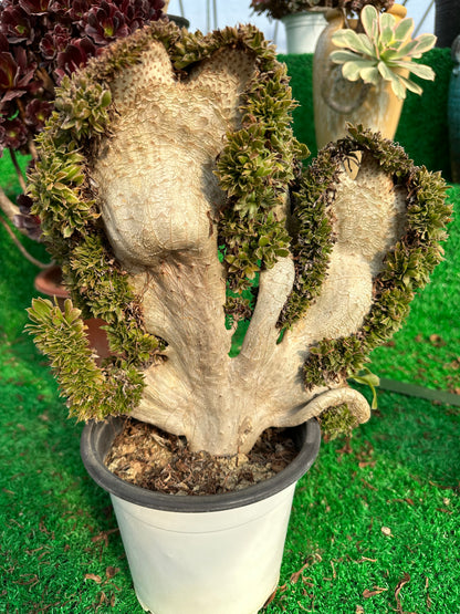 Grüner Magier mit Haube, Höhe 30 cm/Breite 28 cm, hat Wurzeln/Aeonium-Affix/bunte natürliche lebende Pflanzen, Sukkulenten