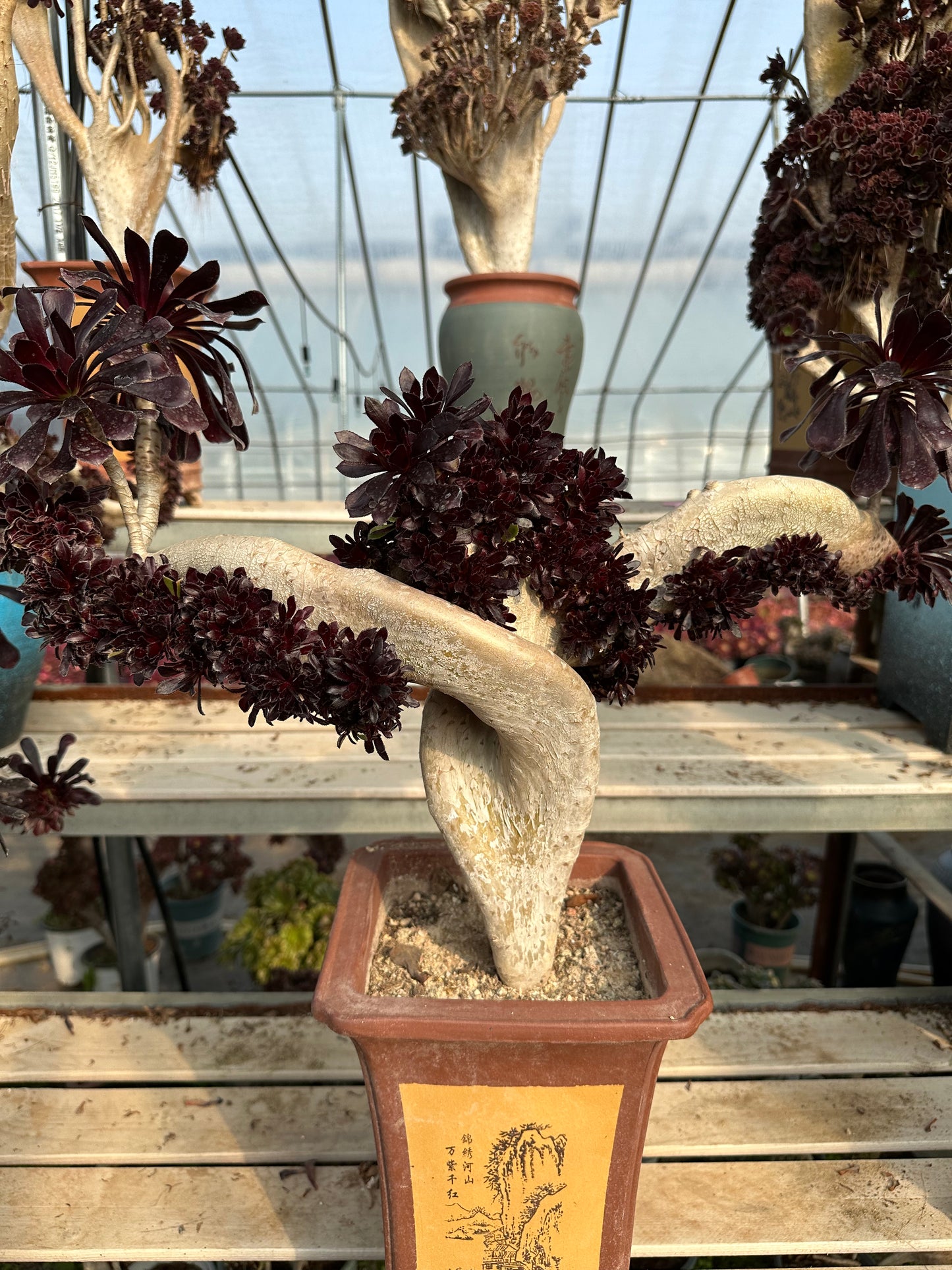 Aeonium 'Zwartkop' mit Haube, Höhe 45 cm, Breite 53 cm, hat Wurzeln/Aeonium Affix / Bunte natürliche lebende Pflanzen, Sukkulenten