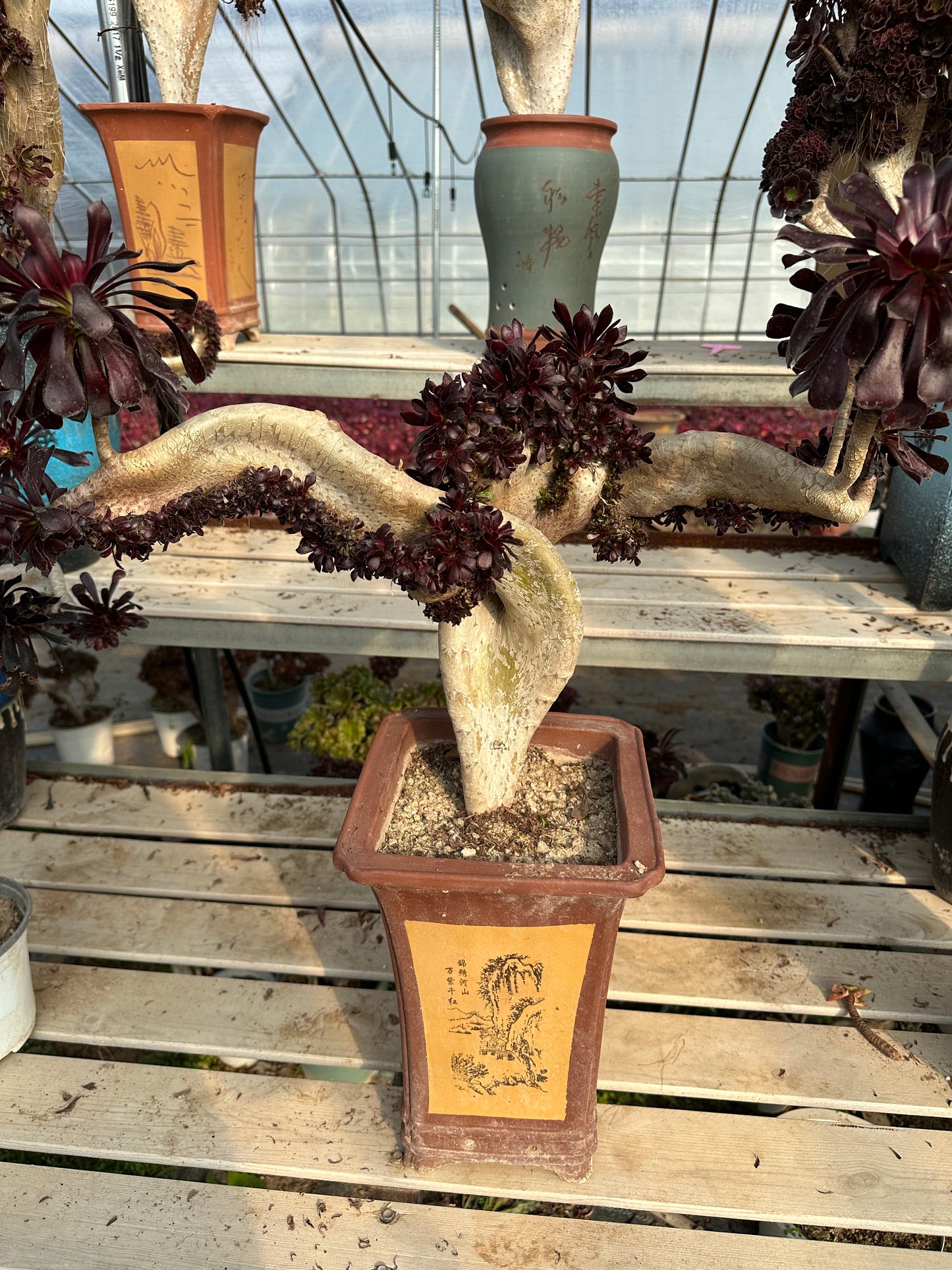 Aeonium'Zwartkop' crested high45cm/wide53cm has roots/Aeonium Affix / Variegated Natural Live Plants Succulents