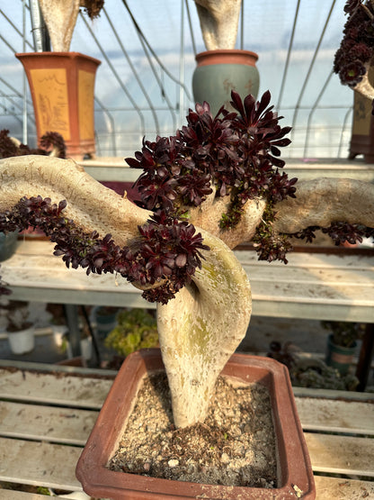 Aeonium'Zwartkop' crested high45cm/wide53cm has roots/Aeonium Affix / Variegated Natural Live Plants Succulents