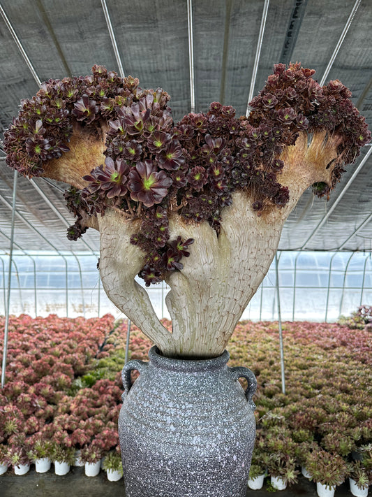 Möwe, violette Rosenknospen, Höhe 60 cm/Breite 65 cm, Wurzeln/Aeonium-Affix/bunte, natürliche, lebende Pflanzen, Sukkulenten