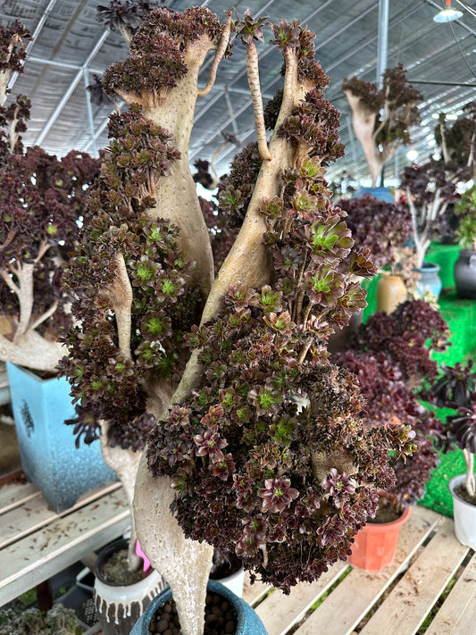 Black mage crested high85cm/wide30cm has roots/Aeonium Affix / Variegated Natural Live Plants Succulents